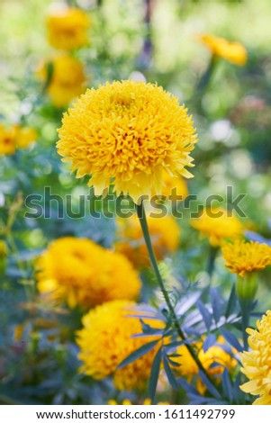 Tagetes erecta, commonly called tagete, a species of the Asteraceae family. Marigold flower (Mexican, Aztec or African marigold) in the garden.
