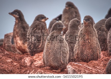 Chicks of adelie penguins standing on brown rocky land of Antarctica, waiting for their parents. Close-up selective focus animal wildlife picture