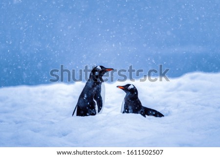 Two gentoo penguins bathing in fresh snow during snowfall viewed in close-up against natural blue background in the wild of Antarctica