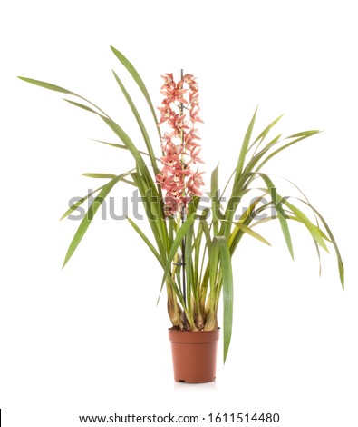 Orchid cymbidium pot flower, isolated on white background