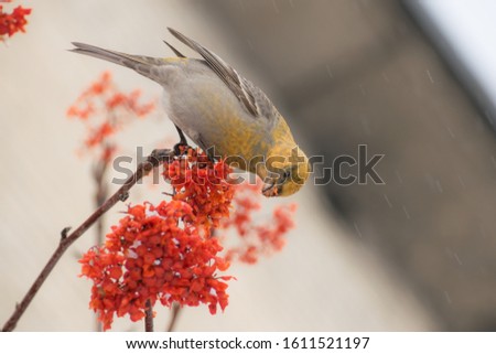 Pine grosbeak (Pinicola enucleator) male bird feeding on Sorbus berries