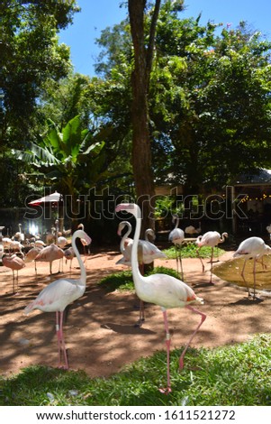 Flamingos are large birds identifiable by their long necks, stickline legs, pink feathers. Flamingo pink feathers color comes from eating pigments in algae. Pinkest birds have highest status in colony