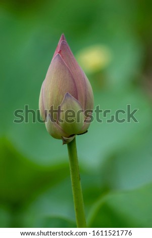 Close up blooming of lotus flower on blur background