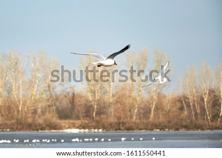 Flying seagulls on a river bank covered in ice in winter