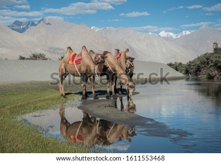 Bactrian Camel drinking water at Hunder sand dunes, Nubra Valley, Ladakh, India Royalty-Free Stock Photo #1611553468