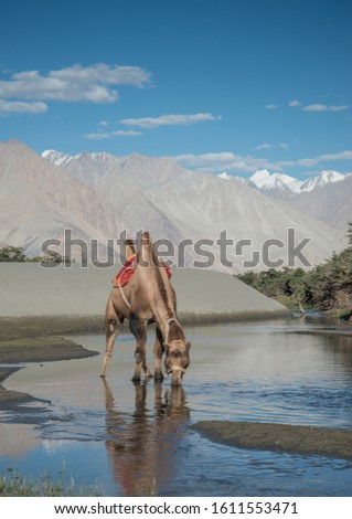 Bactrian Camel drinking water at Hunder sand dunes, Nubra Valley, Ladakh, India Royalty-Free Stock Photo #1611553471