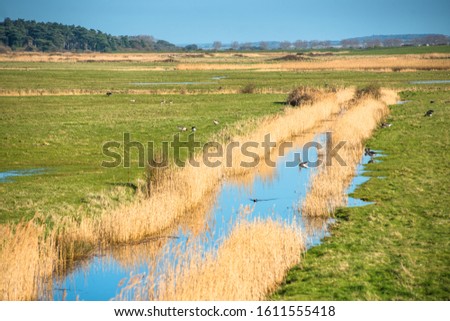 Views of salt marshes surrounded by reeds, from Norfolk Coast path National Trail near Burnham Overy Staithe, East Anglia, England, UK. Royalty-Free Stock Photo #1611555418