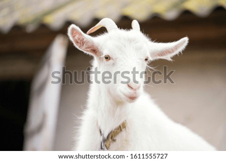 Cute white goat with horns closeup