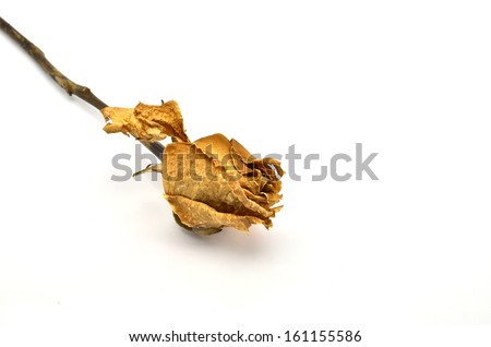 Dried roses on a white background.
