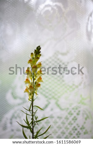 Small yellow flowers on a background of white lace