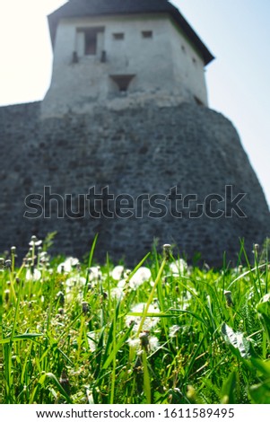 The old castle and the field of ripe dandelions in Hrvatska Kostajnica, Croatia