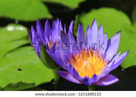 Lotus flower in the pond