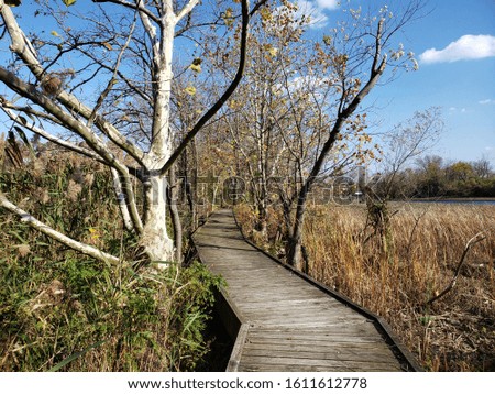 Nature Boardwalk Through Grassy Wetlands with Pretty Birch Tree