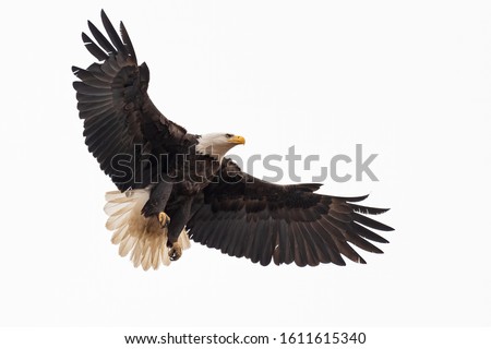 An American Bald Eagle coming in for a landing. Royalty-Free Stock Photo #1611615340