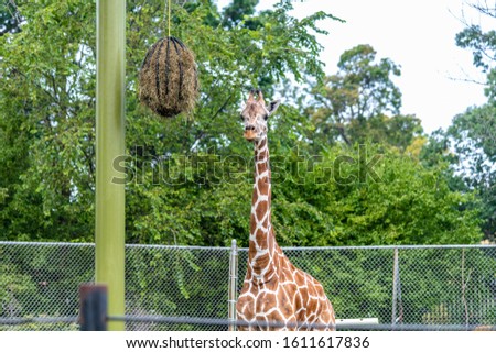 A giraffe in a field surrounded by metallic fences and greenery in a zoo