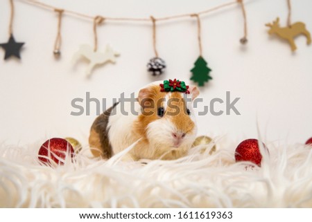 guinea pig reeady for the holidays. merry christmas! exotic pets