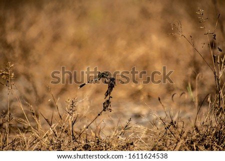A tiger dragonfly on grassland
