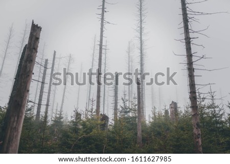 Dead Trees Forest Fog Winter