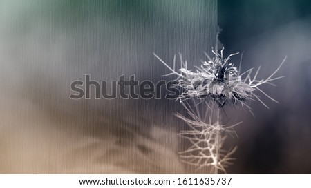 Closeup of black caraway, artistic photo with copy space