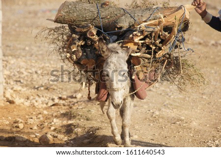 Donkey loaded with Wood ,For winter's