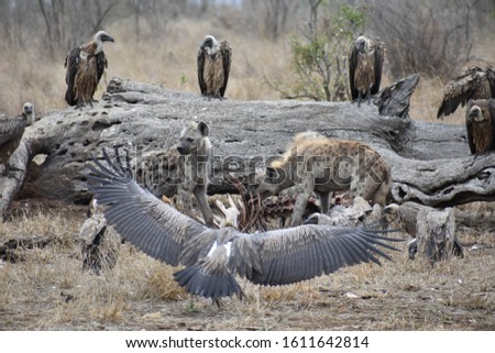 Hyenas eating carcas with vultures watching and attacking hyenas