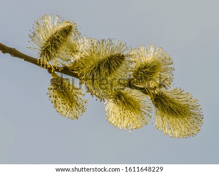 Blooming fluffy willow twig in early spring. Palm Sunday.
