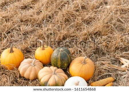 Group of different pumpkins laying on straw
