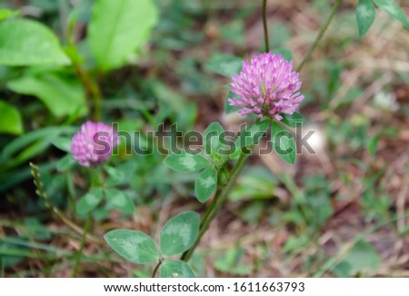 Lilac clover trefoil flower on a warm day, close up, beautiful background