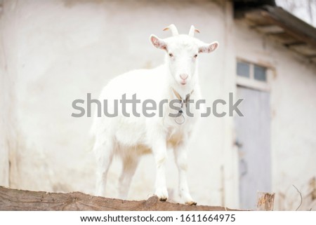 
Cute white goat with a barn on background. Countryside in Ukraine, backyard farm