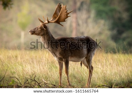 Close Up of Fallow Deer at first light in the San Rossore national park