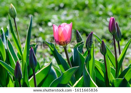 Close up of one delicate pink tulip in full bloom and small blossoms in a sunny spring garden, beautiful  outdoor floral background

