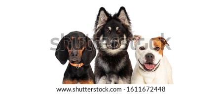 Three large breed dogs together on white web banner with room for text