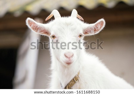 Young white goat with horns. Closeup. Countryside in Ukraine, backyard farm