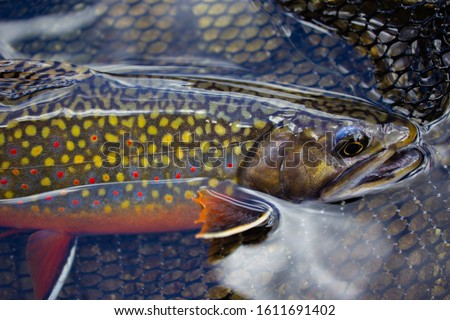 brook trout and fly fishing net Royalty-Free Stock Photo #1611691402