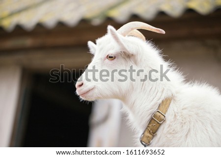 Young white goat with horns. close-up profile. Countryside in Ukraine, backyard farm
