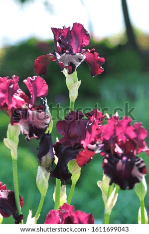 Irises are wonderful garden plants. The word Iris means rainbow. 
Irises come in many colors.