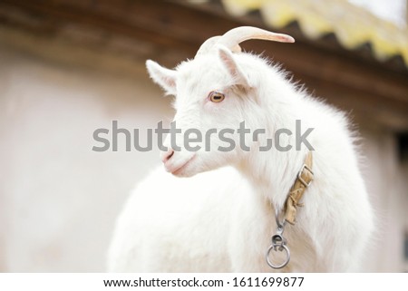 White horned goat. Countryside in Ukraine, backyard farm
