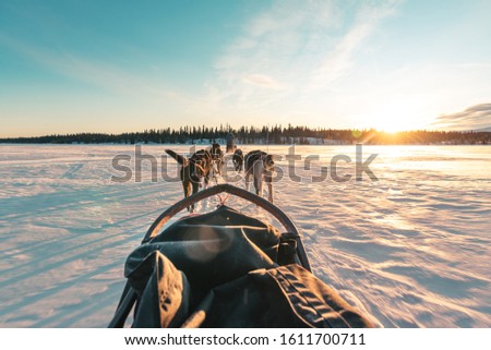 Sled dog team in Norway, Hemsedal 2019 witer. Royalty-Free Stock Photo #1611700711