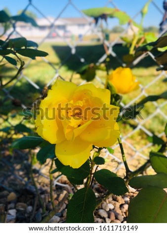Yellow rose bud blossoming into the sun