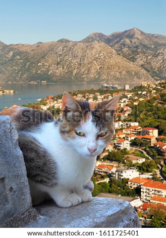 Focus Stacked Image of One of the Wild Cats of Kotor Looking Down from the Fortress Trail to the City and Bay of Kotor, Montenegro 