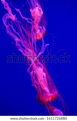 Colorful Jellyfish underwater. Jellyfish moving in water.