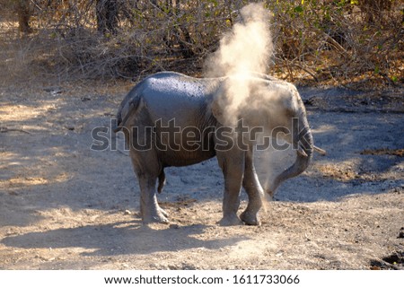 Elephant in Mana Pools National Park. Zimbabwe