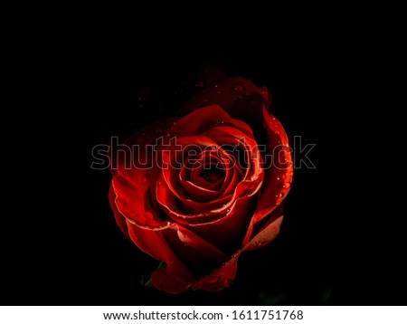 Dark illuminated red rose petal on black background