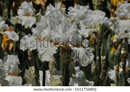 Irises are wonderful garden plants.
The word Iris means rainbow. Irises come in many colors.