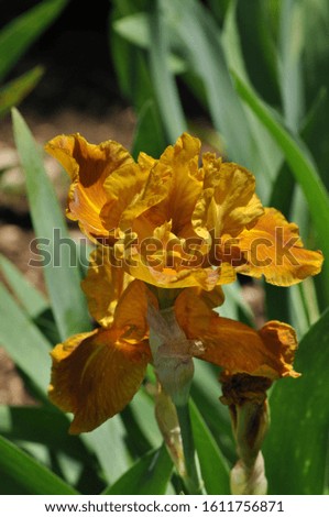 Irises are wonderful garden plants.
The word Iris means rainbow. Irises come in many colors.