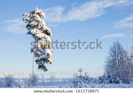 Lonely beautiful snow tree. Russian spruce in cold winter