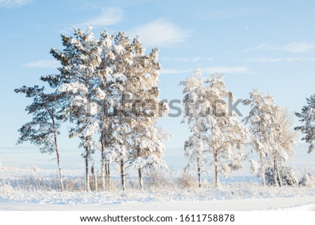 Beautiful snow firs in the sun. Russian winter