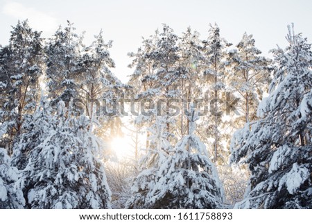 Beautiful snow firs in the sun. Russian winter