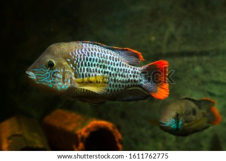 pair of green terror, Andinoacara rivulatus, male and female in bright breeding colors, popular domestic ornamental Cichlidae fish, favourite species among aquarists in nature aquarium