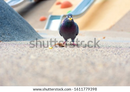 Pigeon eating small worms in a park